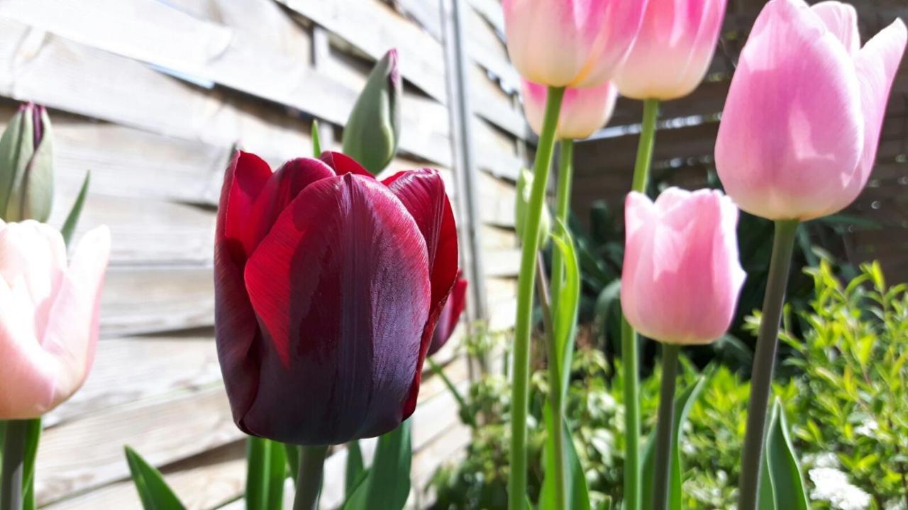 Ferienwohnungen Dirk Laurisch Radensdorf Dış mekan fotoğraf